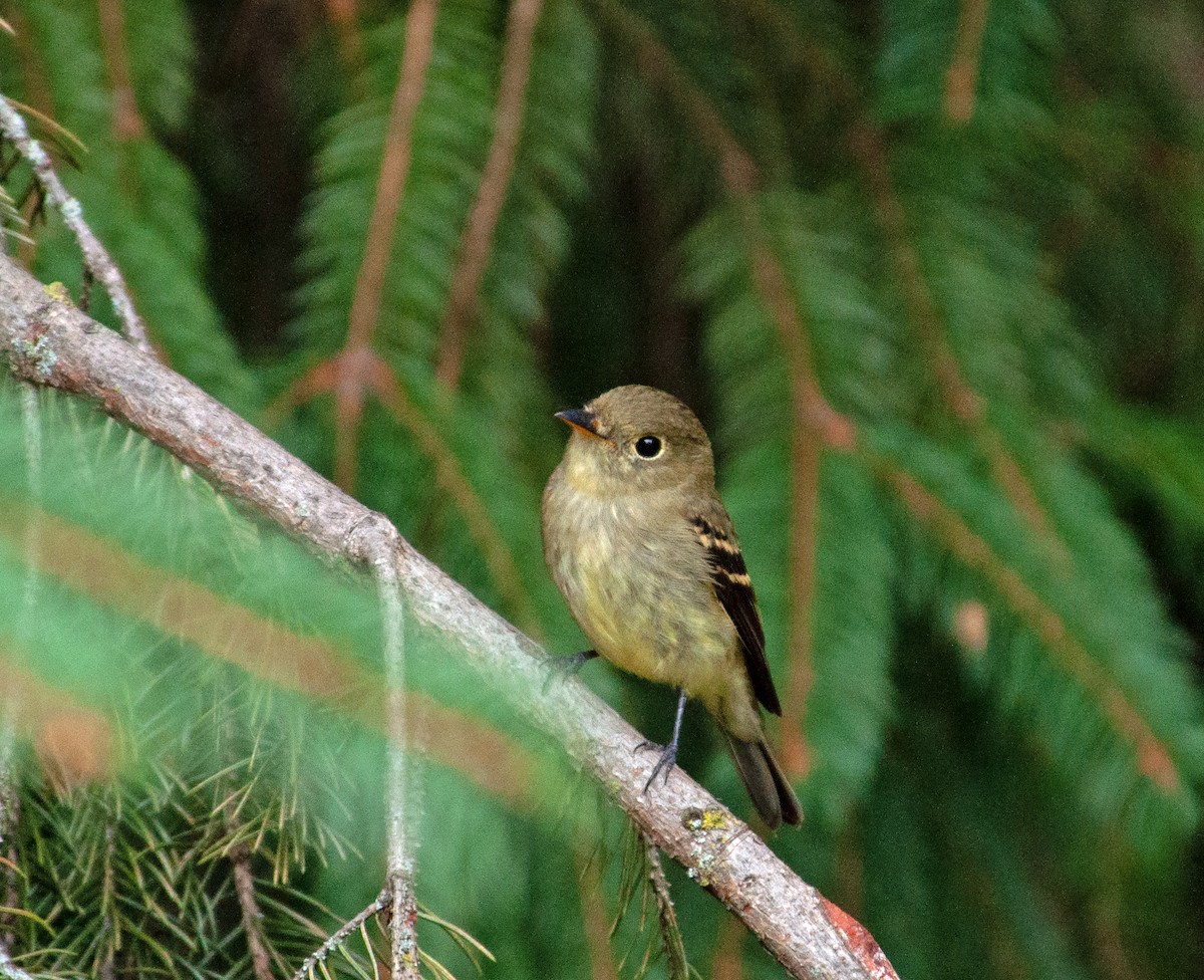 Yellow-bellied Flycatcher - ML366497041