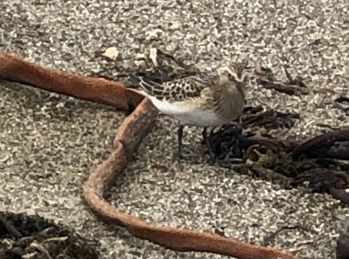 Baird's Sandpiper - ML366497891