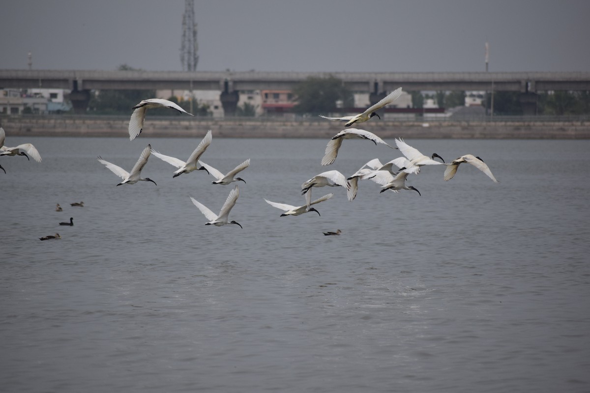 ibis černohlavý - ML366500191