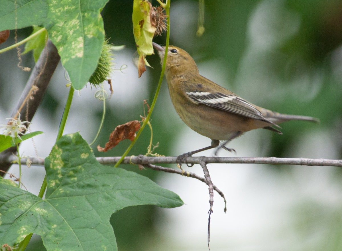 Bay-breasted Warbler - Jeff  Bahls