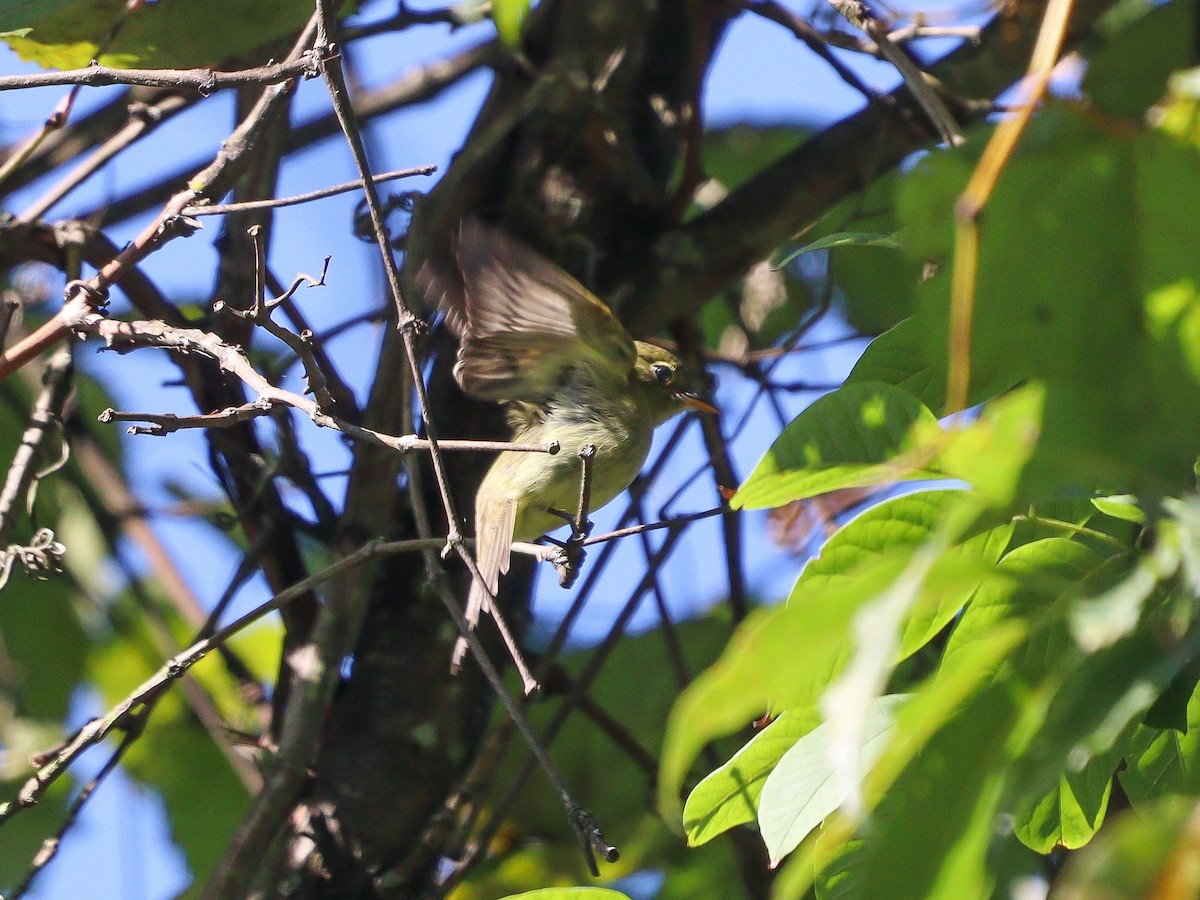 Yellow-bellied Flycatcher - David  Yeany II