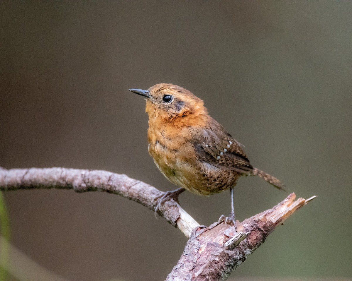Rufous-browed Wren - Oscar  Cordón