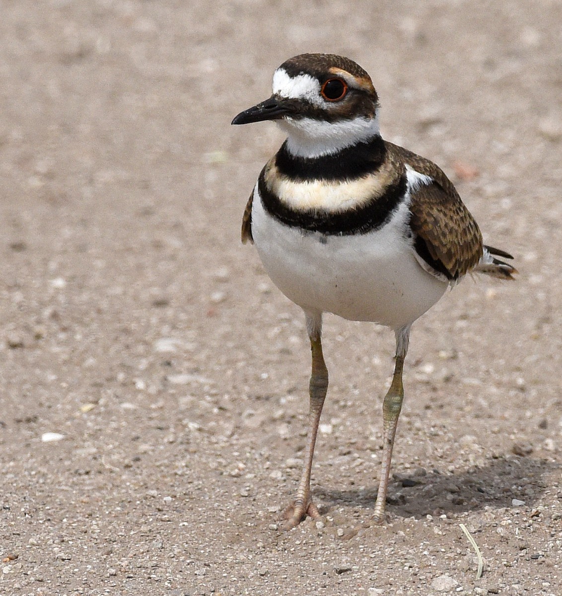 Killdeer - ML366501321