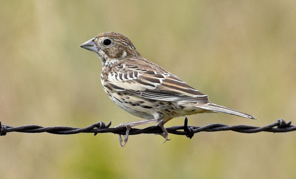 Lark Bunting - ML366501371