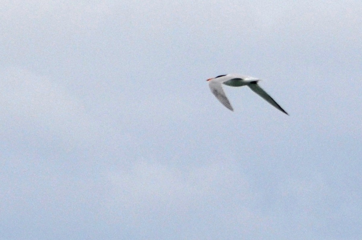 Royal Tern - ML366501491