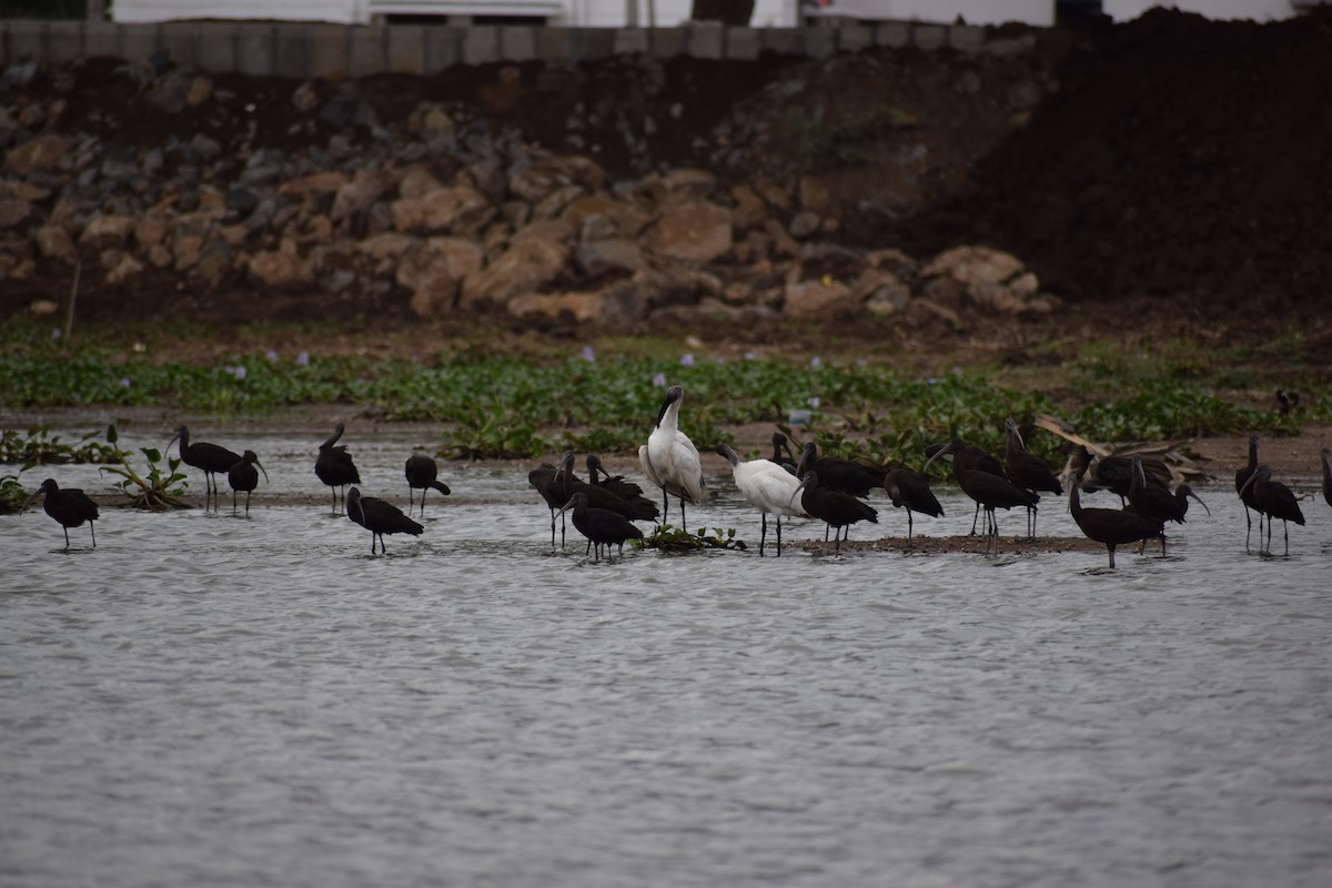 Glossy Ibis - Santhosh Mohan