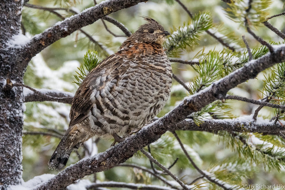 Ruffed Grouse - Richard Hix