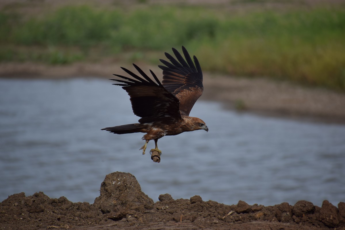 Black Kite - Santhosh Mohan