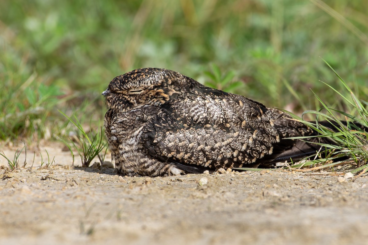 Common Nighthawk - ML366502811