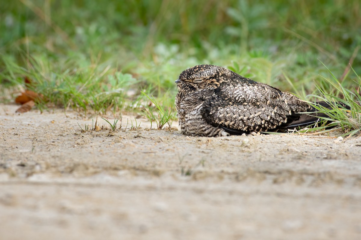 Common Nighthawk - ML366502831