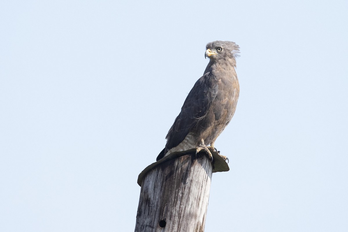 Banded Snake-Eagle - ML366503621