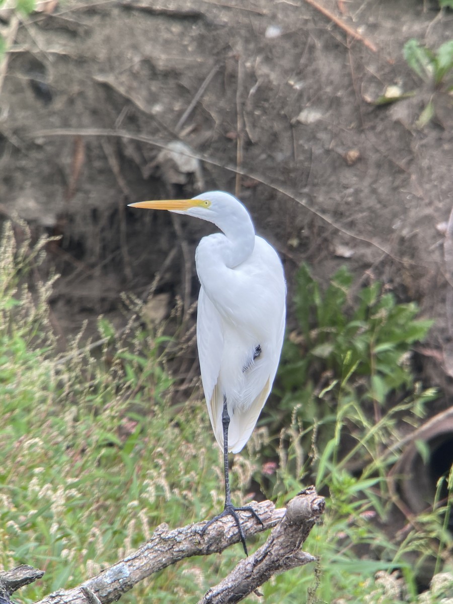 Koartza zuria - ML366504081