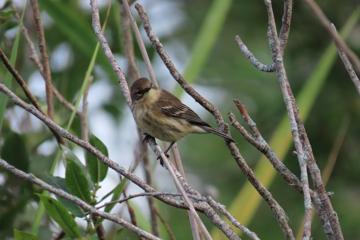 Yellow-rumped Warbler - ML366505961