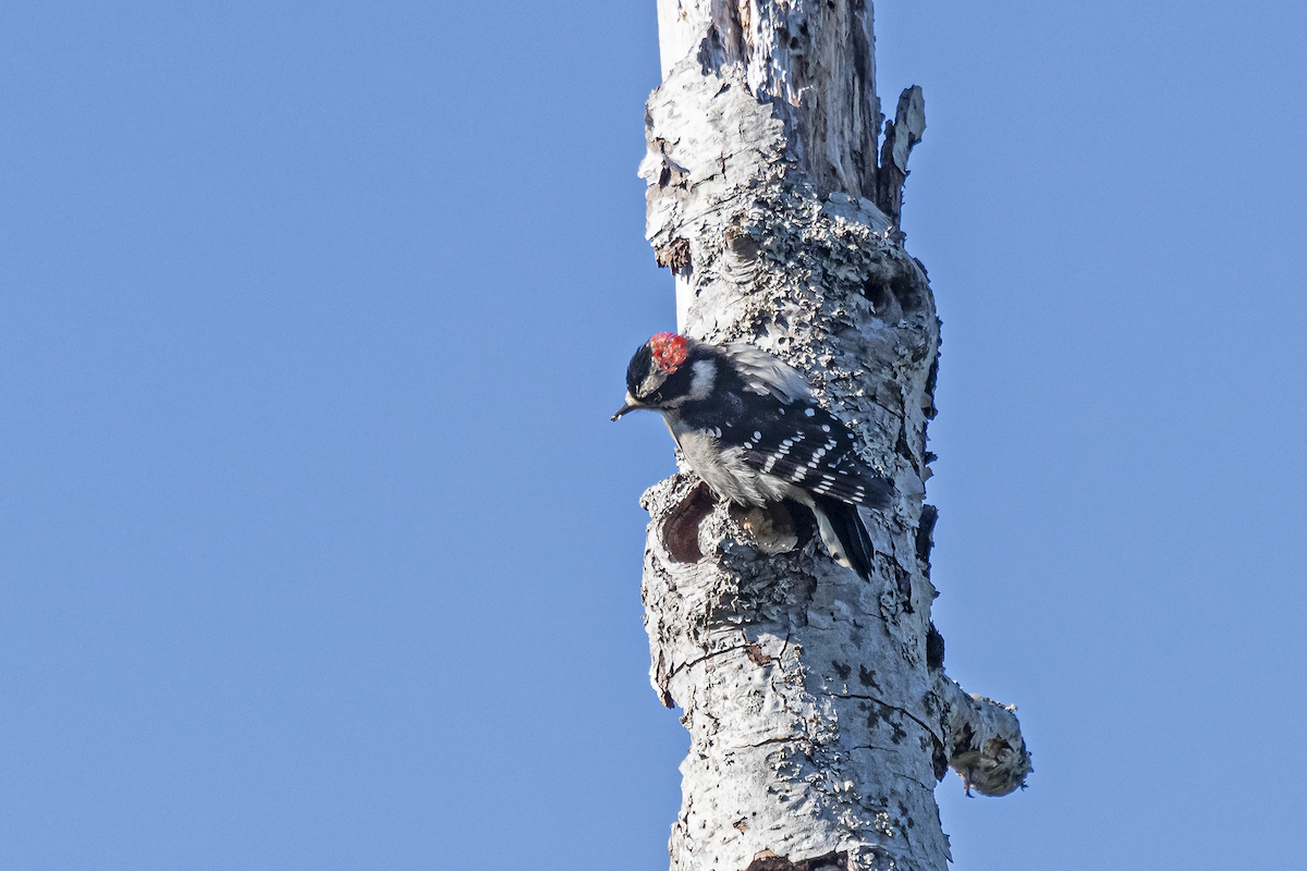 Downy Woodpecker - ML366506861