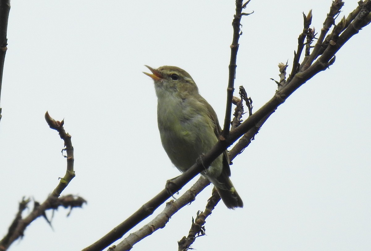 Вівчарик жовточеревий - ML36650731