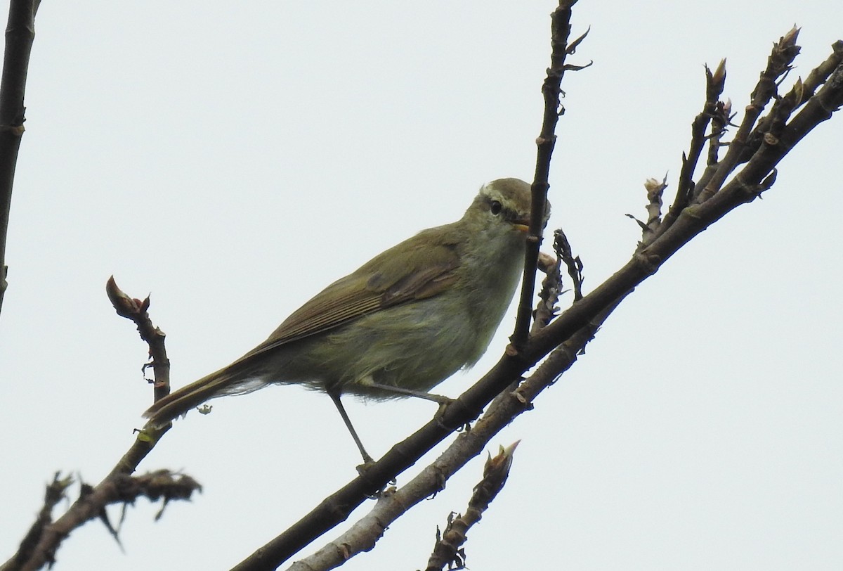 Вівчарик жовточеревий - ML36650741