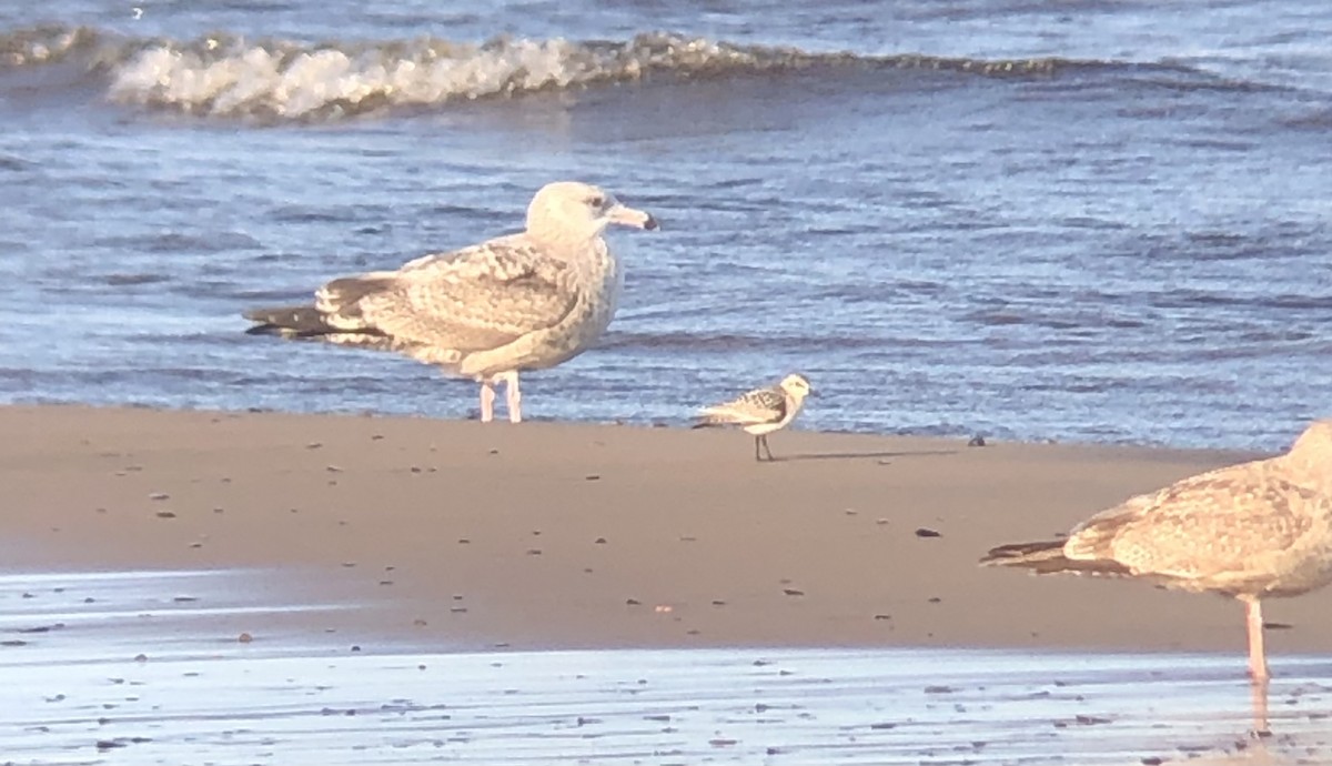 Sanderling - ML366507641