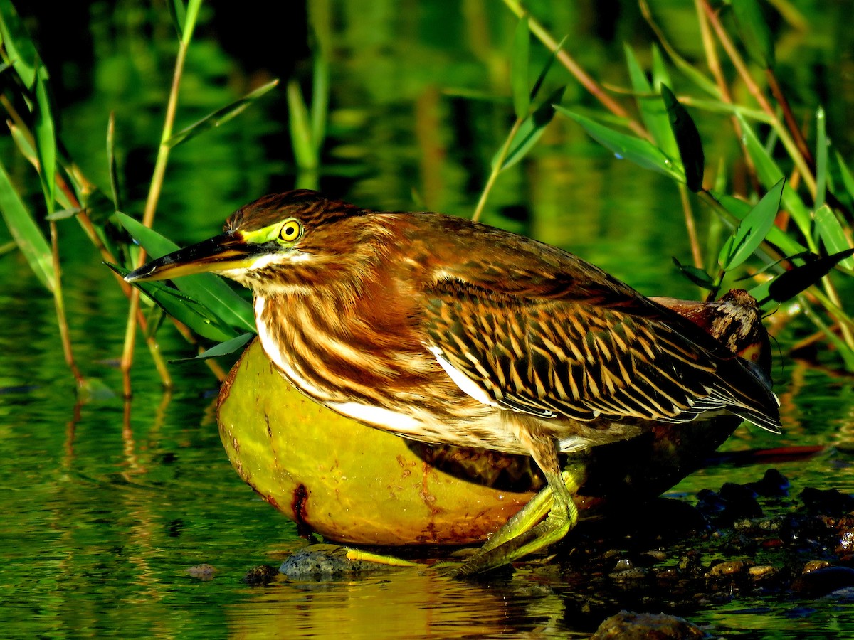 Green Heron - ML366510921