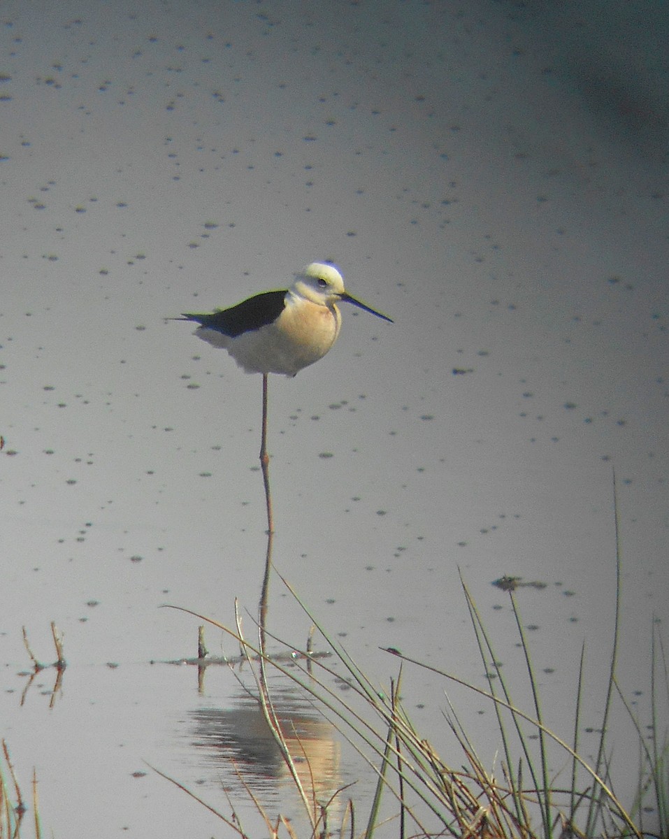 Black-winged Stilt - ML366512241