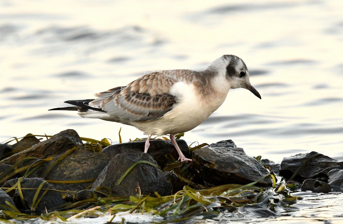 Bonaparte's Gull - Stéphane Barrette