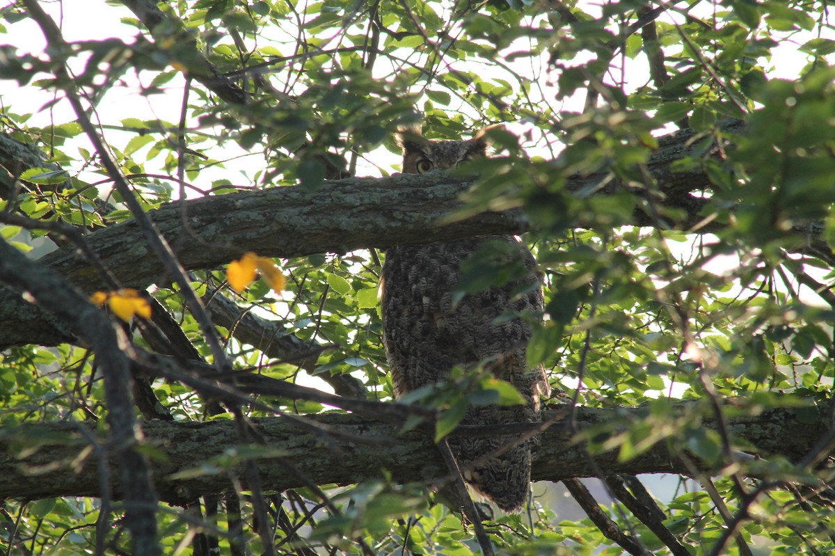 Great Horned Owl - ML366513431