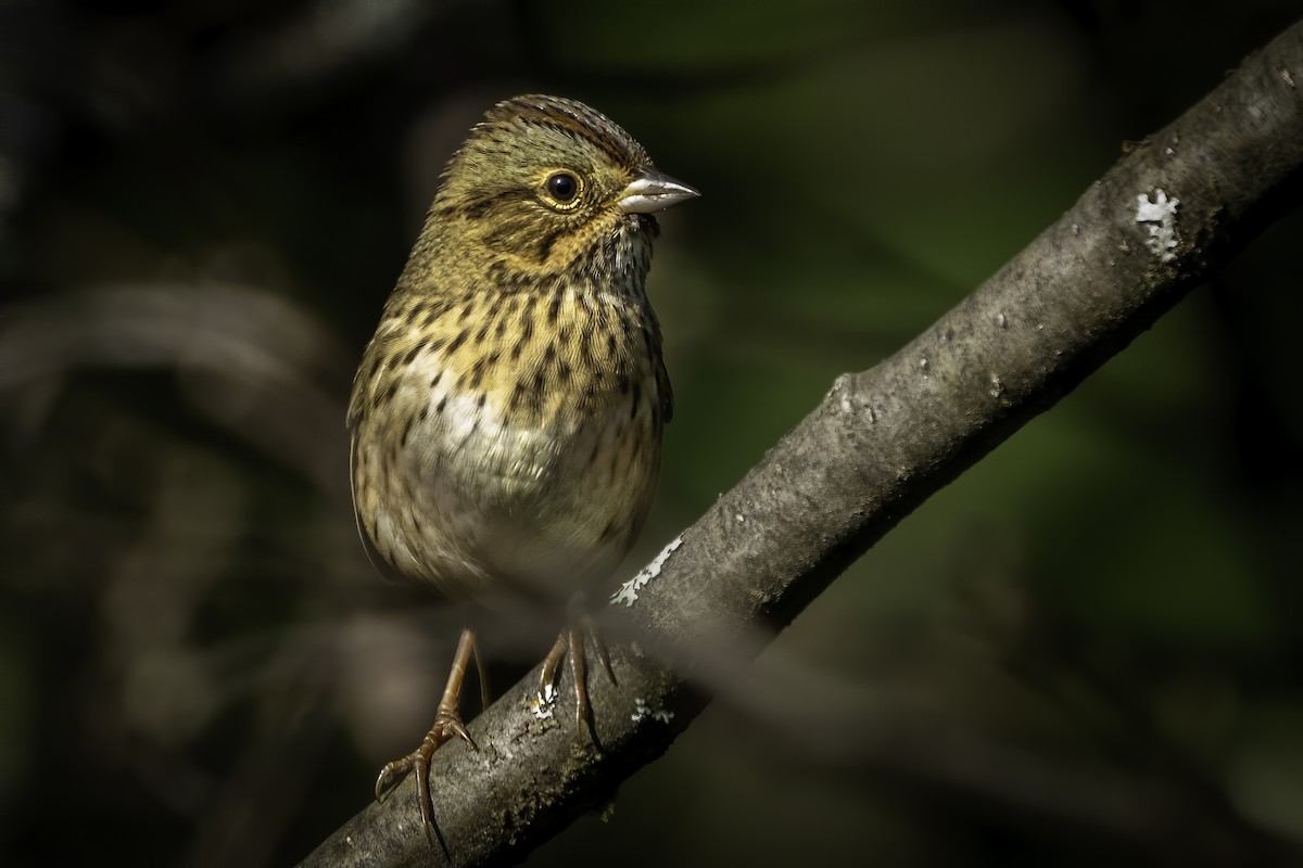 gråbrynspurv - ML366513861