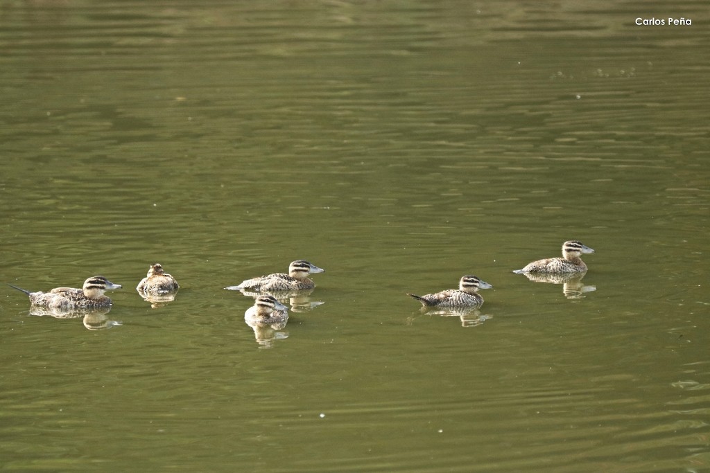 Masked Duck - ML366516851