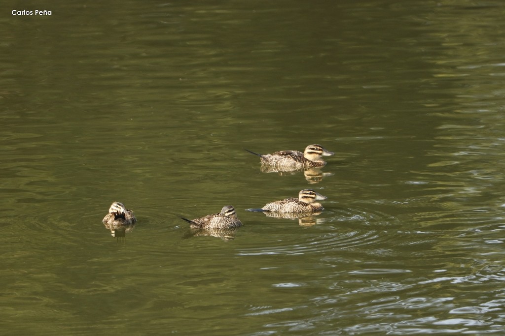 Masked Duck - ML366516861