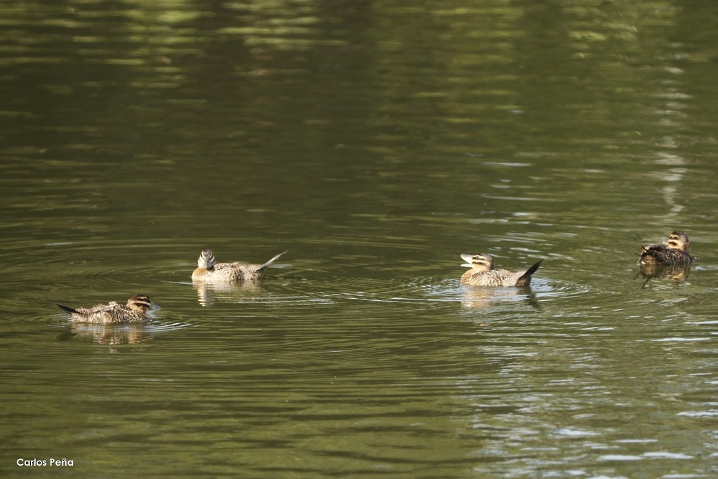 Masked Duck - ML366516881