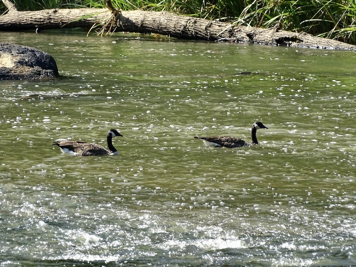 Canada Goose - ML366517541