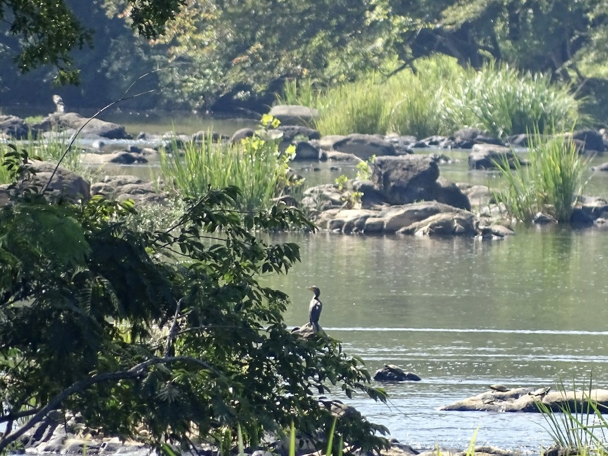 Cormoran à aigrettes - ML366517631