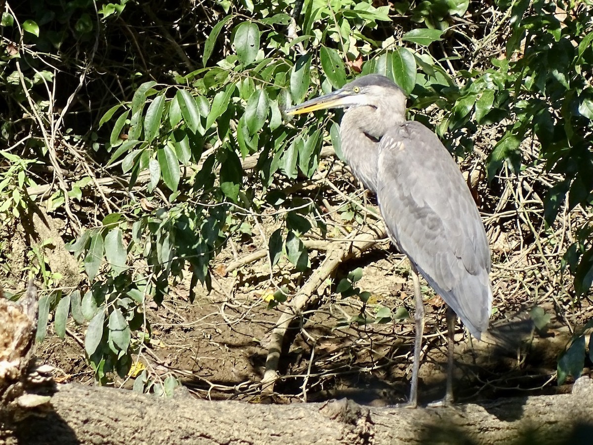 Great Blue Heron - ML366517671