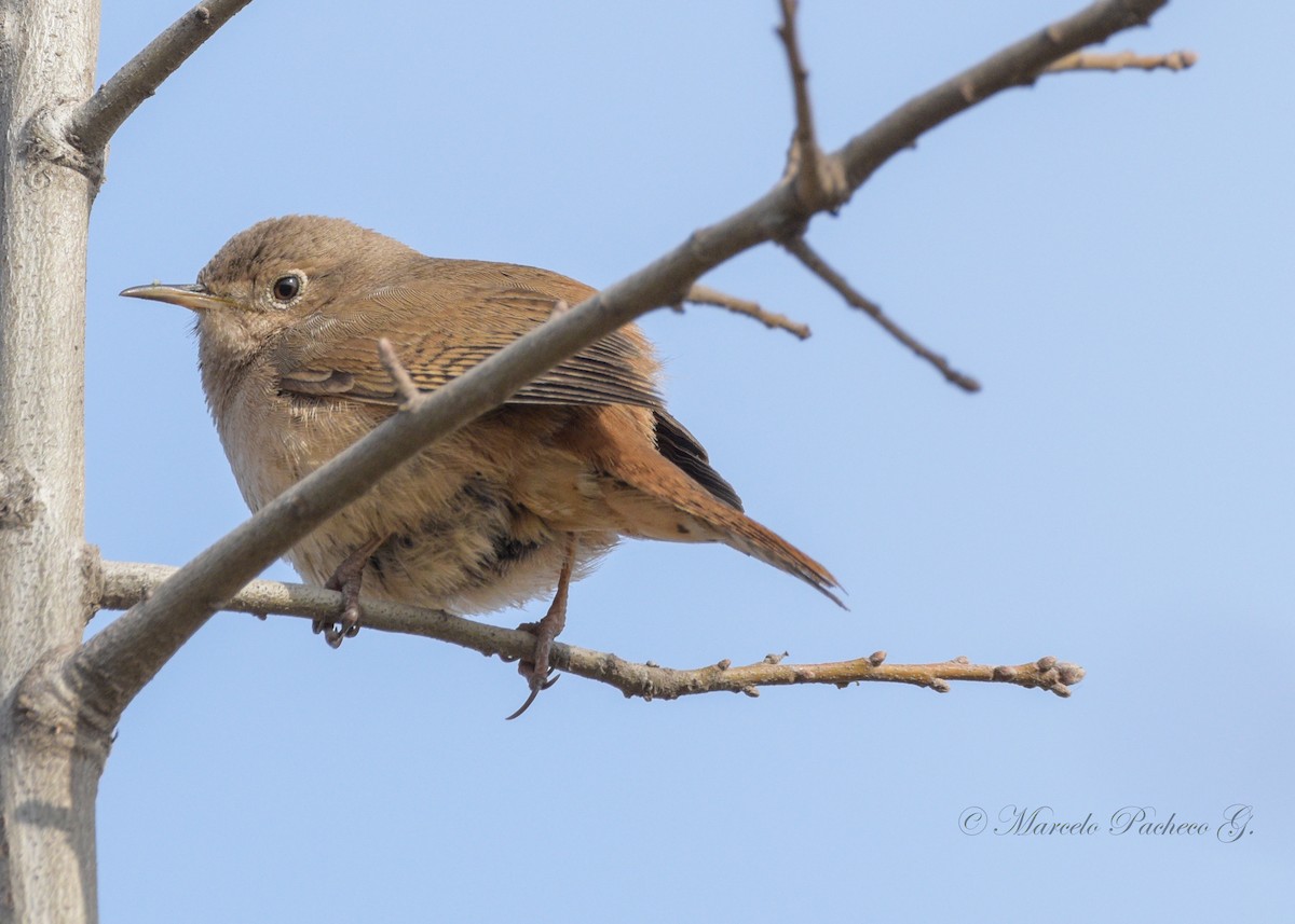 House Wren - ML366518381