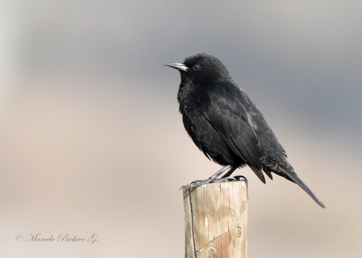 Yellow-winged Blackbird - Marcelo Pacheco Guajardo