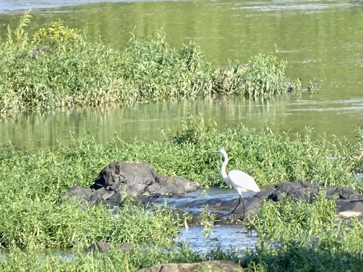 Great Egret - ML366519511