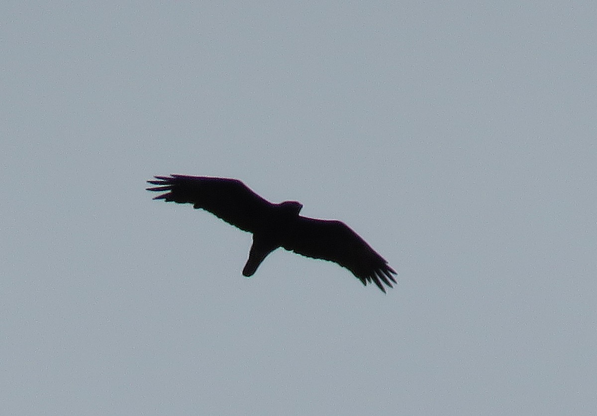 Tawny Eagle - ML366520311