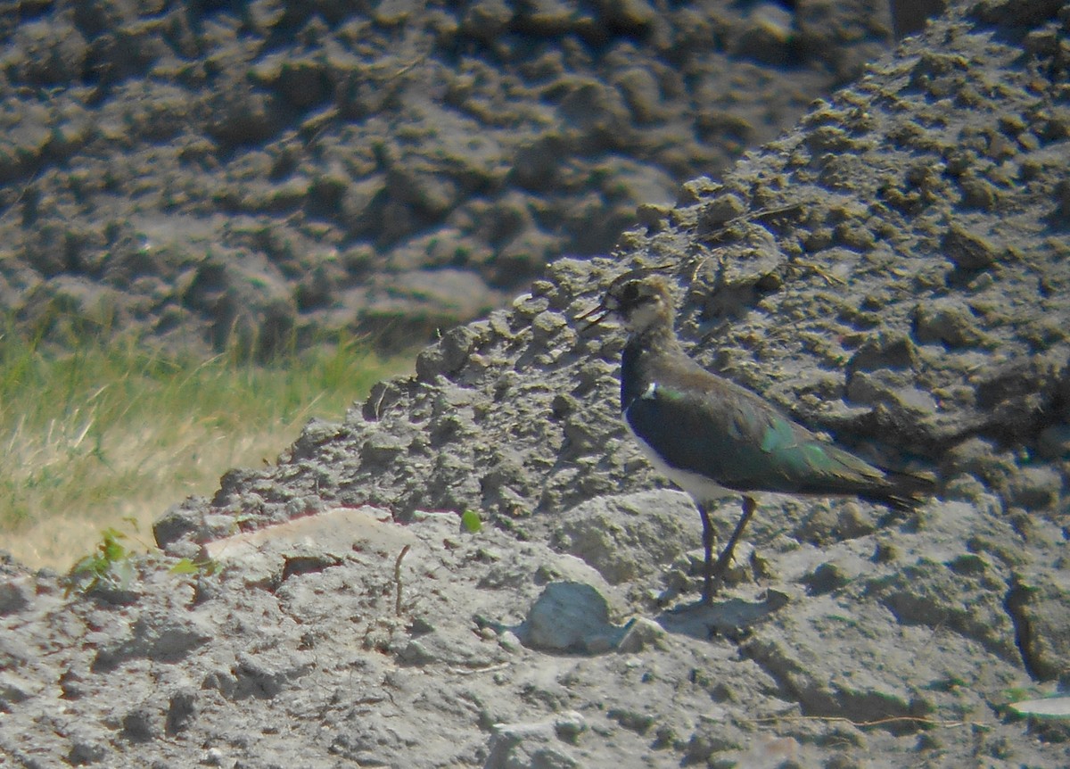 Northern Lapwing - Tamas Zeke