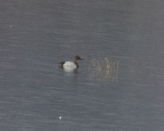 Canvasback - ML366521161