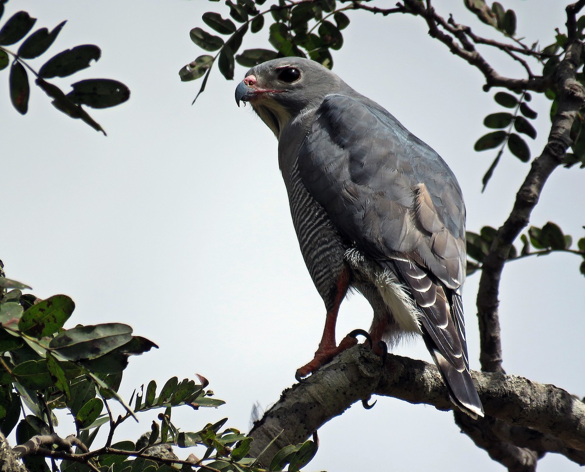 Lizard Buzzard - ML366521231