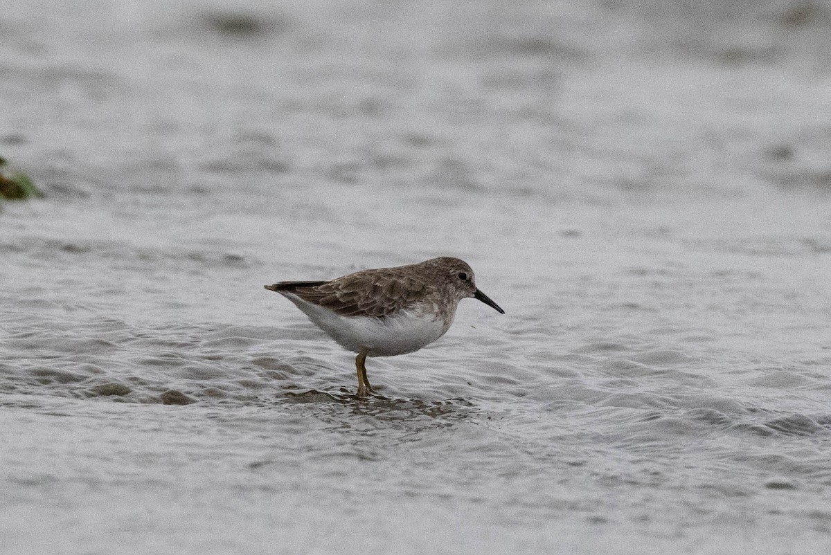 Least Sandpiper - ML366521481