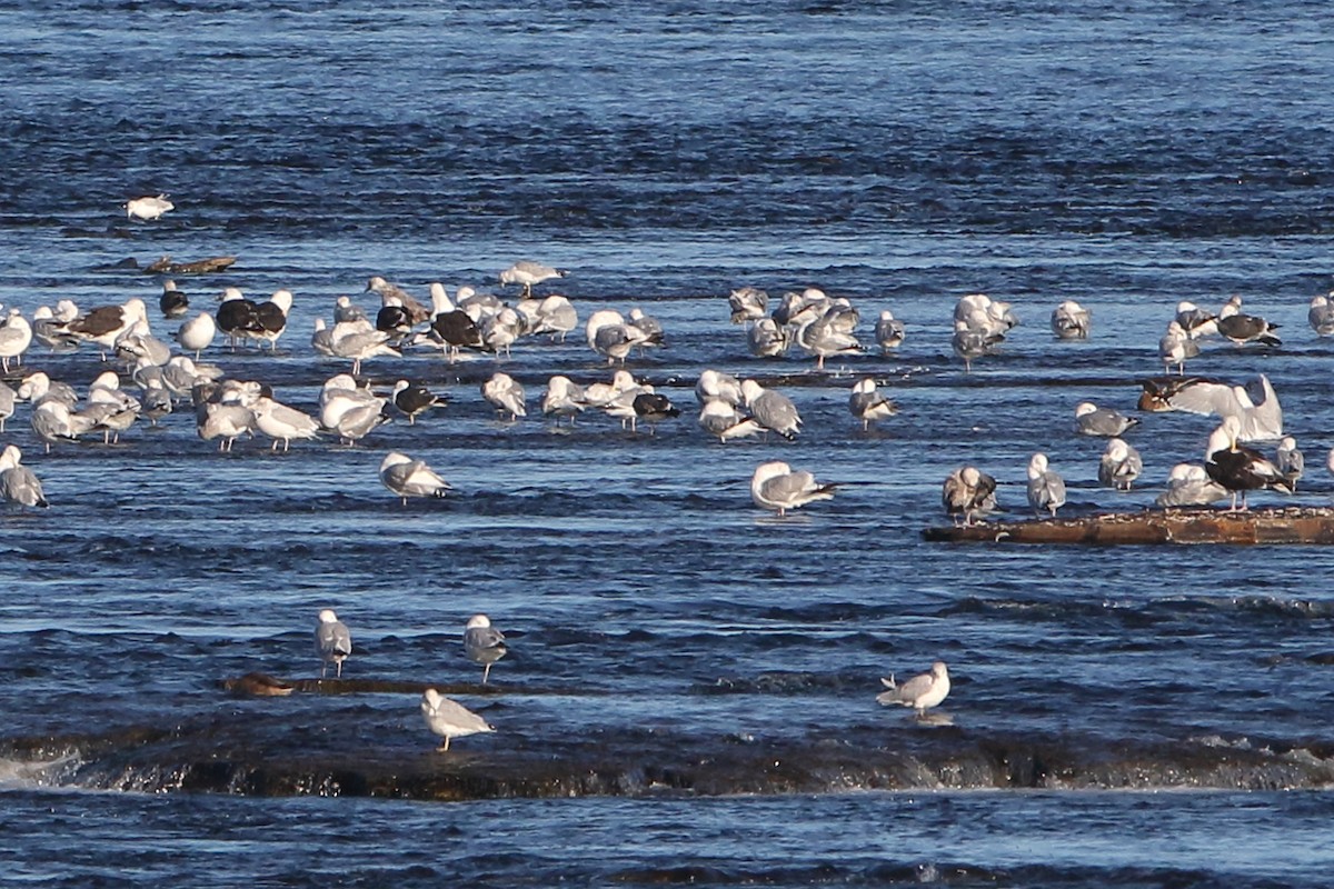 Lesser Black-backed Gull - Gang Wu