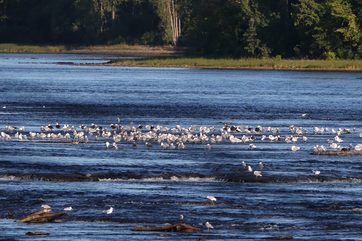 Lesser Black-backed Gull - ML366522531