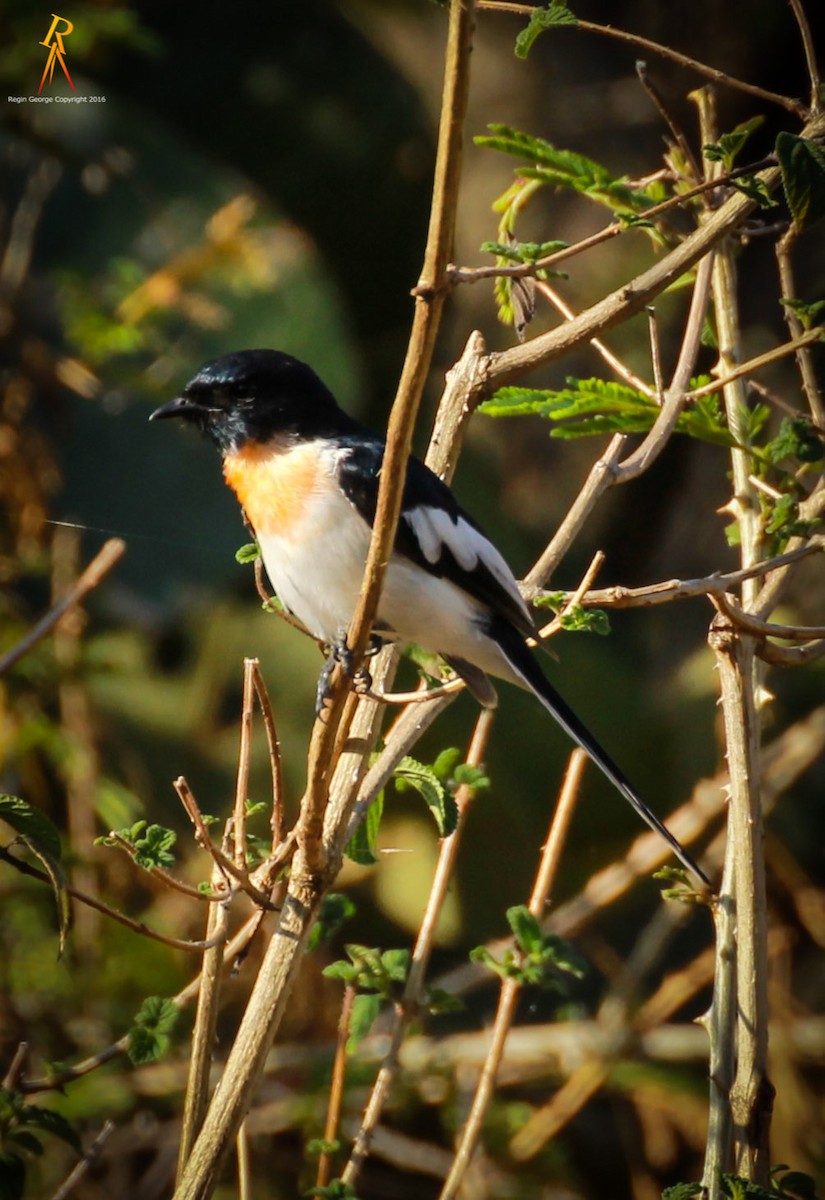 White-bellied Minivet - ML36652521