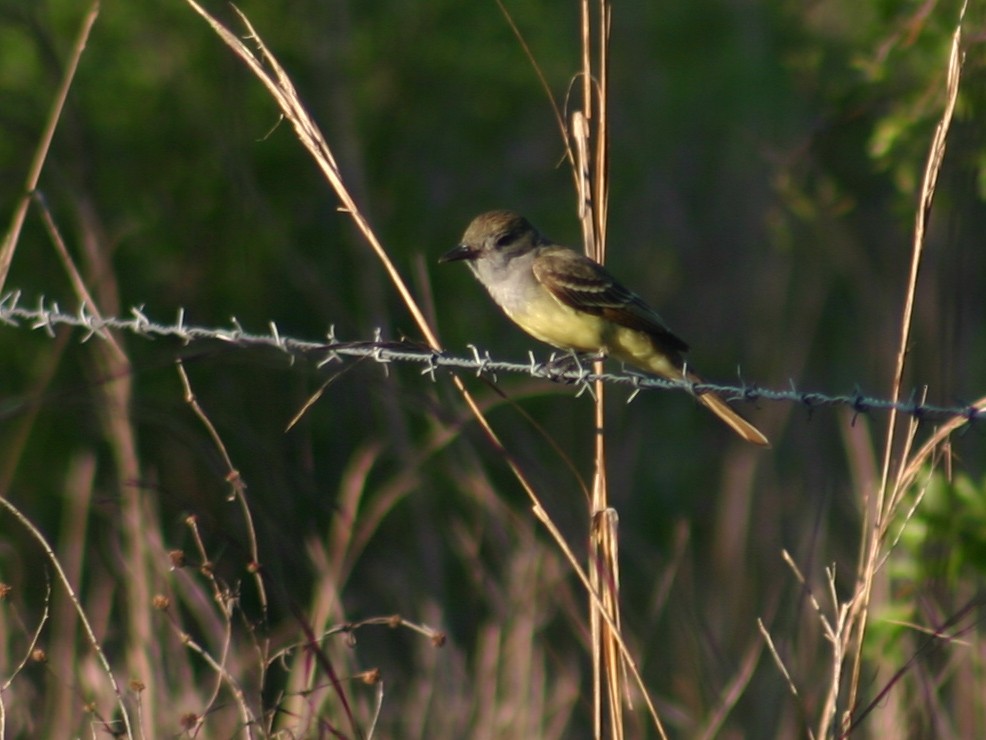 Great Crested Flycatcher - ML366525651