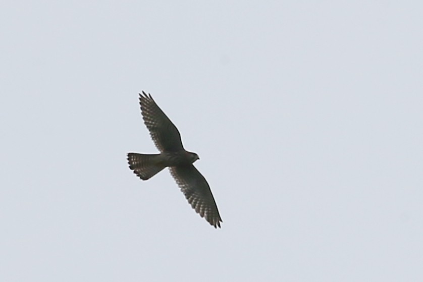 Eurasian Kestrel - Ting-Wei (廷維) HUNG (洪)