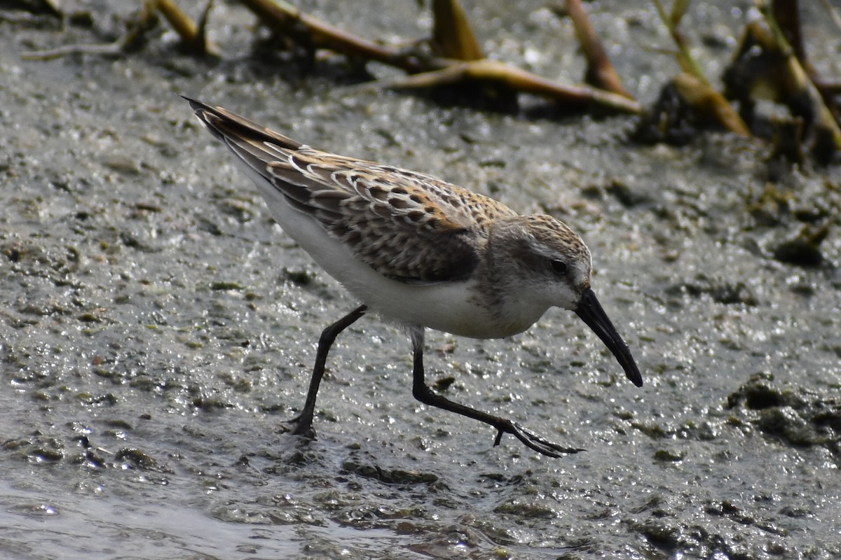 Western Sandpiper - Luke Foster