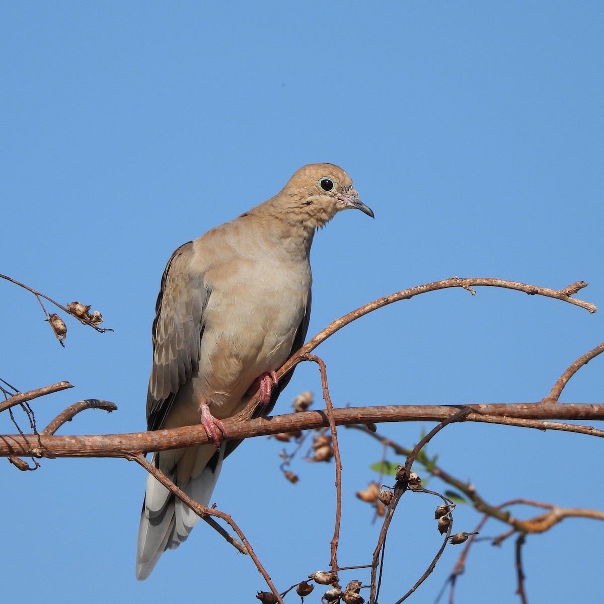 Mourning Dove - ML366528851