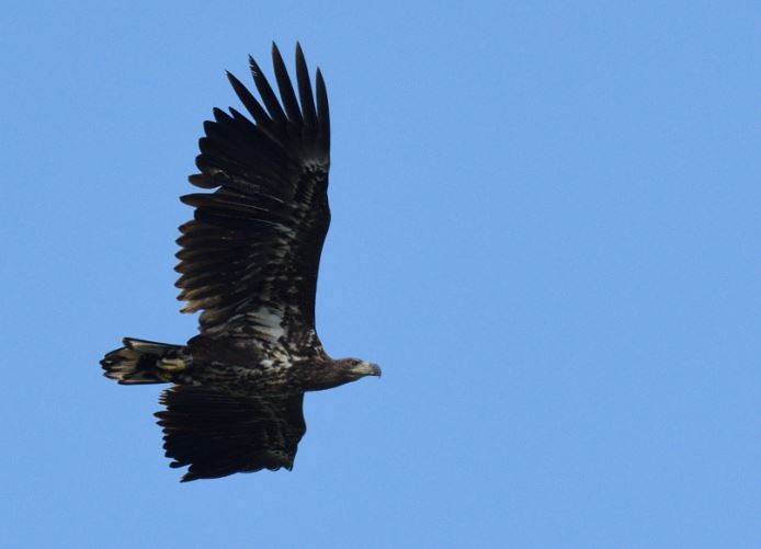 White-tailed Eagle - Suman Bhattacharjee