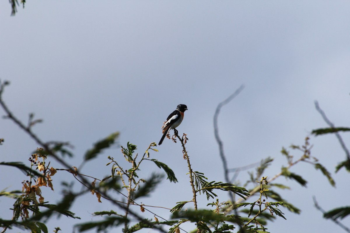 White-bellied Minivet - ML36653041