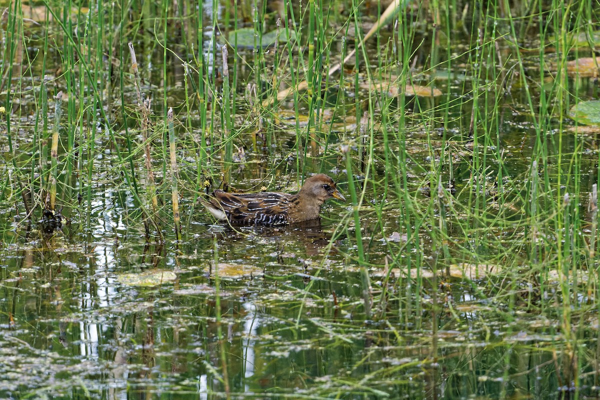 Polluela Sora - ML366531121